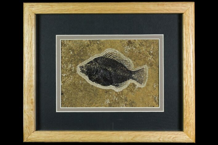 Framed Fossil Fish (Cockerellites) - Wyoming #144131